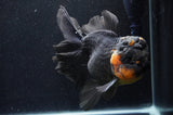 Giant Thai Oranda  Red Black 7 Inch (ID#415T5a-122)