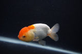 Juvenile Lionchu  Red White 3.5 Inch (ID#0107R11a-13) Free2Day SHIPPING