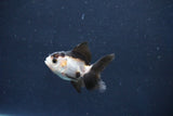 Baby Thai Oranda  Panda 2 Inch (ID#1018ToPTD-14) Free2Day SHIPPING