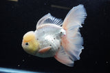 Jumbo Thai Oranda Tricolor 6.5 Inch (ID#307To5b-121)