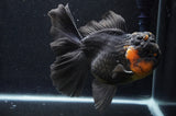 Giant Thai Oranda  Red Black 7 Inch (ID#415T5a-122)