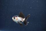 Baby Thai Oranda  Panda 2 Inch (ID#1018ToPTD-14) Free2Day SHIPPING