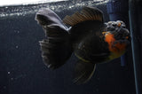 Giant Thai Oranda  Red Black 7 Inch (ID#415T5a-122)