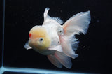 Jumbo Thai Oranda Tricolor 6.5 Inch (ID#307To5b-121)