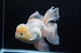 Jumbo Thai Oranda Tricolor 6.5 Inch (ID#307To5b-121)