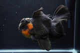 Giant Thai Oranda  Red Black 7 Inch (ID#415T5a-122)