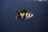 Baby Thai Oranda  Panda 2 Inch (ID#1018ToPTD-14) Free2Day SHIPPING