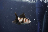 Baby Thai Oranda  Panda 2 Inch (ID#1018ToPTD-14) Free2Day SHIPPING