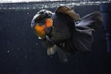 Giant Thai Oranda  Red Black 7 Inch (ID#415T5a-122)