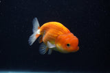 Juvenile Lionchu  Red White 3.5 Inch (ID#0107R11a-14) Free2Day SHIPPING