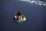 Baby Thai Oranda  Panda 2 Inch (ID#1018ToPTD-14) Free2Day SHIPPING