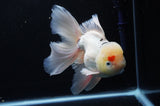 Jumbo Thai Oranda Tricolor 6.5 Inch (ID#307To5b-121)