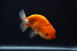 Juvenile Lionchu  Red White 3.5 Inch (ID#0107R11a-14) Free2Day SHIPPING