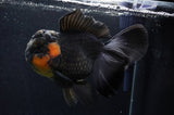 Giant Thai Oranda  Red Black 7 Inch (ID#415T5a-122)
