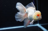 Jumbo Thai Oranda Tricolor 6.5 Inch (ID#307To5b-121)