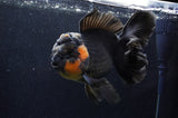 Giant Thai Oranda  Red Black 7 Inch (ID#415T5a-122)
