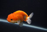 Juvenile Lionchu  Red White 3.5 Inch (ID#0107R11a-14) Free2Day SHIPPING