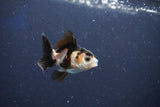 Baby Thai Oranda  Panda 2 Inch (ID#1018ToPTD-14) Free2Day SHIPPING