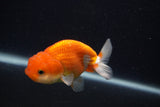 Juvenile Lionchu  Red White 3.5 Inch (ID#0107R11a-14) Free2Day SHIPPING