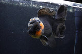 Giant Thai Oranda  Red Black 7 Inch (ID#415T5a-122)