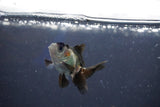 Baby Thai Oranda  Panda 2 Inch (ID#1018ToPTD-14) Free2Day SHIPPING