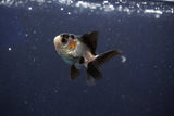 Baby Thai Oranda  Panda 2 Inch (ID#1018ToPTD-14) Free2Day SHIPPING