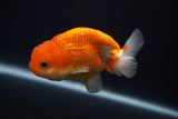 Juvenile Lionchu  Red White 3.5 Inch (ID#0107R11a-14) Free2Day SHIPPING