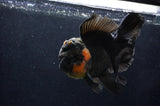 Giant Thai Oranda  Red Black 7 Inch (ID#415T5a-122)