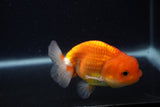 Juvenile Lionchu  Red White 3.5 Inch (ID#0107R11a-14) Free2Day SHIPPING