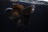 Thai Oranda  Black 6.5 Inch (ID#307To6b-122)