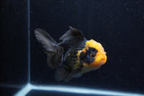 Thai Oranda  Red Black 4.5 Inch (ID#1210To6b-109)