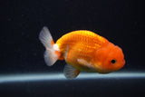 Juvenile Lionchu  Red White 3.5 Inch (ID#0107R11a-14) Free2Day SHIPPING