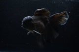 Thai Oranda  Black 6.5 Inch (ID#307To6b-122)