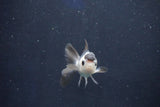 Baby Thai Oranda  Panda 2.5 Inch (ID#1018ToPTD-15) Free2Day SHIPPING