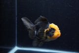 Thai Oranda  Red Black 4.5 Inch (ID#1210To6b-109)