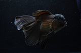 Thai Oranda  Black 6.5 Inch (ID#307To6b-122)