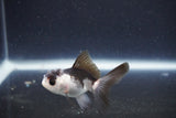 Baby Thai Oranda  Panda 2.5 Inch (ID#1018ToPTD-15) Free2Day SHIPPING