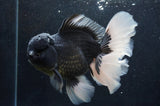 Giant Thai Oranda  Panda 7 Inch (ID#415T5a-123)