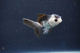 Baby Thai Oranda  Panda 2.5 Inch (ID#1018ToPTD-15) Free2Day SHIPPING