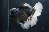 Giant Thai Oranda  Panda 7 Inch (ID#415T5a-123)