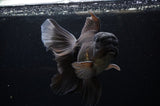 Thai Oranda  Black 6.5 Inch (ID#307To6b-122)