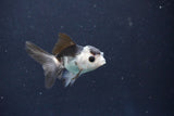 Baby Thai Oranda  Panda 2.5 Inch (ID#1018ToPTD-15) Free2Day SHIPPING