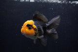 Thai Oranda  Red Black 4.5 Inch (ID#1210To6b-109)