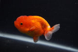 Juvenile Lionchu  Red White 3.5 Inch (ID#0107R11a-15) Free2Day SHIPPING