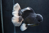 Giant Thai Oranda  Panda 7 Inch (ID#415T5a-123)