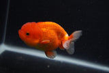 Juvenile Lionchu  Red White 3.5 Inch (ID#0107R11a-15) Free2Day SHIPPING