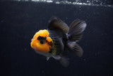 Thai Oranda  Red Black 4.5 Inch (ID#1210To6b-109)