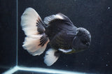 Giant Thai Oranda  Panda 7 Inch (ID#415T5a-123)