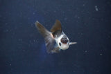 Baby Thai Oranda  Panda 2.5 Inch (ID#1018ToPTD-15) Free2Day SHIPPING