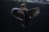 Thai Oranda  Black 6.5 Inch (ID#307To6b-122)